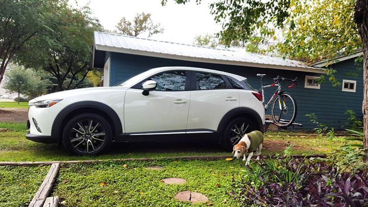 beagleracing's tweet photo. All the hashtags! #bsscx #mazda #cx3 #iamspecialized #kuat #beagleinasweater https://t.co/ndhLVuadTf