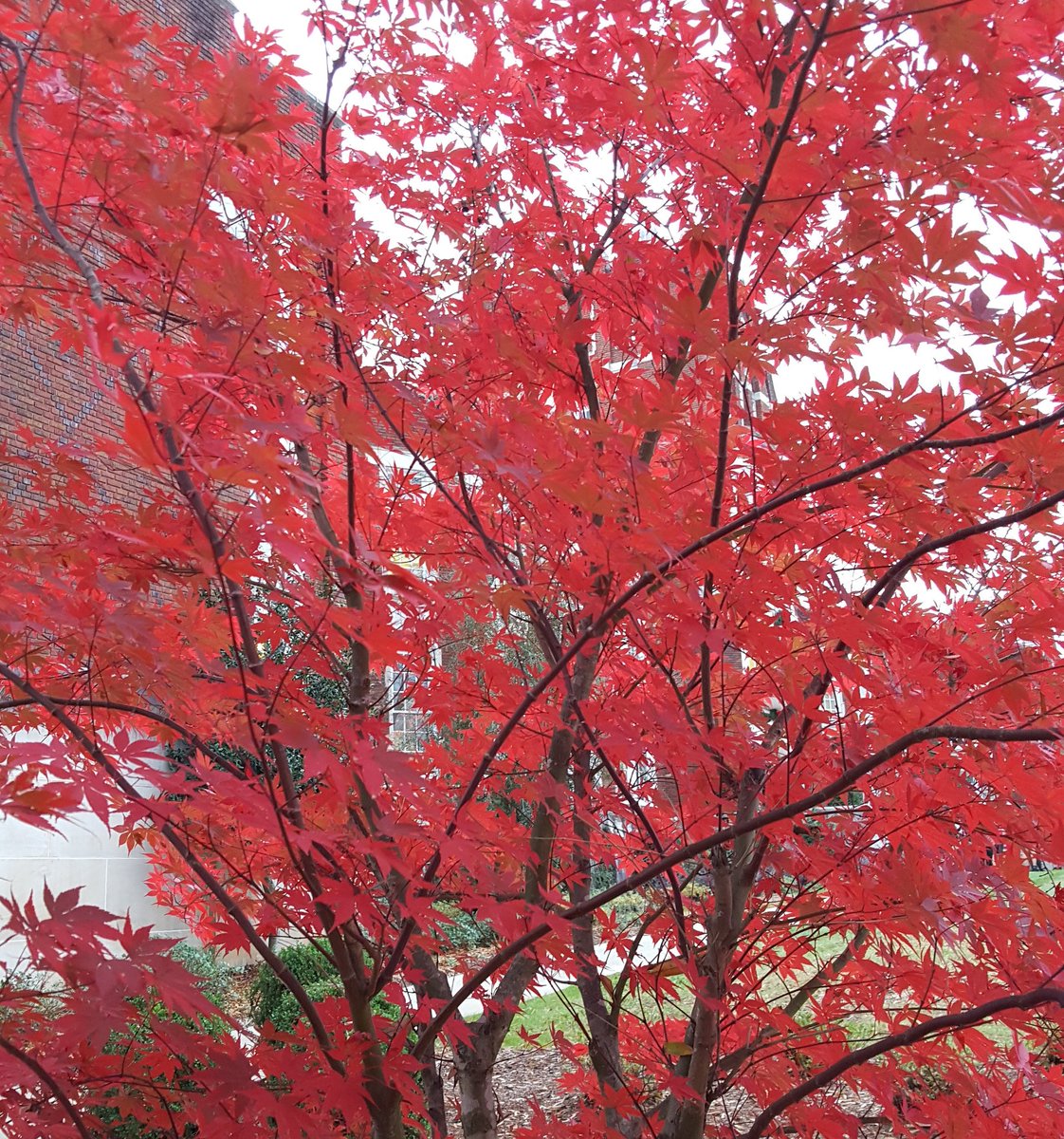 jmead1017's tweet photo. Last of the fall colors showing out in front of Bibb Graves #jsu #jsview https://t.co/cgcjGrJBJX