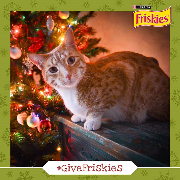 MariasMusings's tweet image. ONE HASHTAG -&amp;gt; #GiveFriskies &amp;lt;- equals ONE MEAL for a #ShelterCat
@Friskies will donate up to 10K meals, please RT!