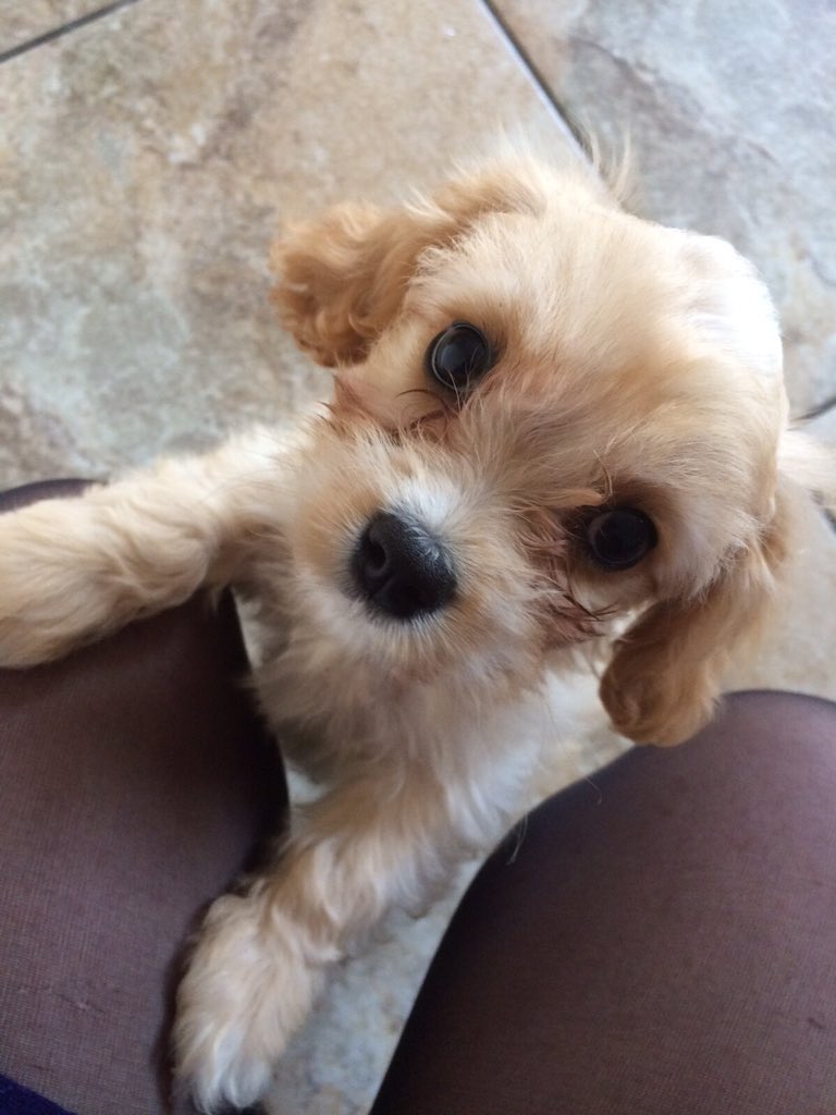 RachGogan's tweet photo. Off to a puppy party with @orlagogan1985 could not be more excited #notashamed https://t.co/7Uxc0k5Qim