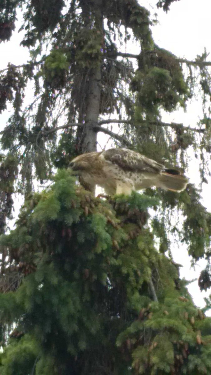 #nature visits Cordella! A hawk caught lunch today and ate it in front of the students. What a #science lesson!