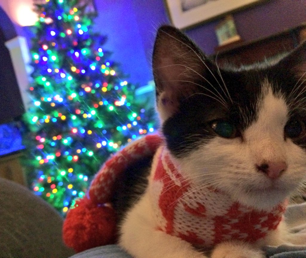 Maffew5's tweet photo. #Festive #Kitten #Scarf #Me #YouandMe #ChristmasTree https://t.co/hrIDPNPyJr