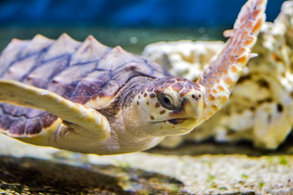 MontereyAq's tweet photo. Our #TravelingTurtle has now paddled 1568 miles! Help us save sea life this #GivingTuesday. https://t.co/PljPL9ivHi https://t.co/mRM15IfvSl