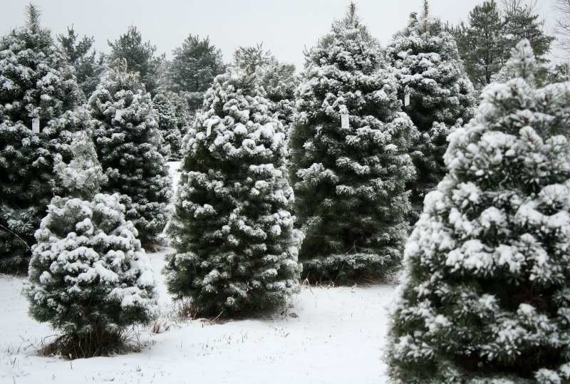 Shreiner Tree Care tweet media
