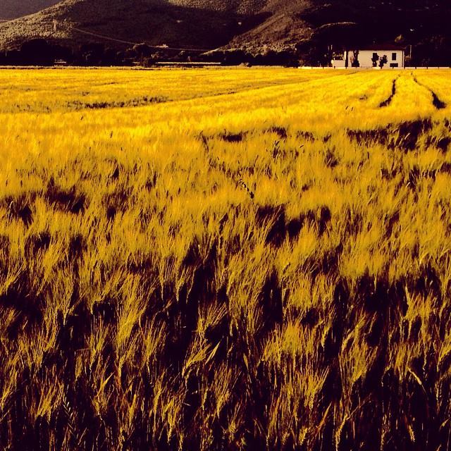 PisaMeeting's tweet photo. Guida agli #agriturismi a #Pisa
Guide to #farm #holidays in Pisa
@CCIAA_PI 
https://t.co/h2Qb1H1nCT https://t.co/MjcDtKEP4z