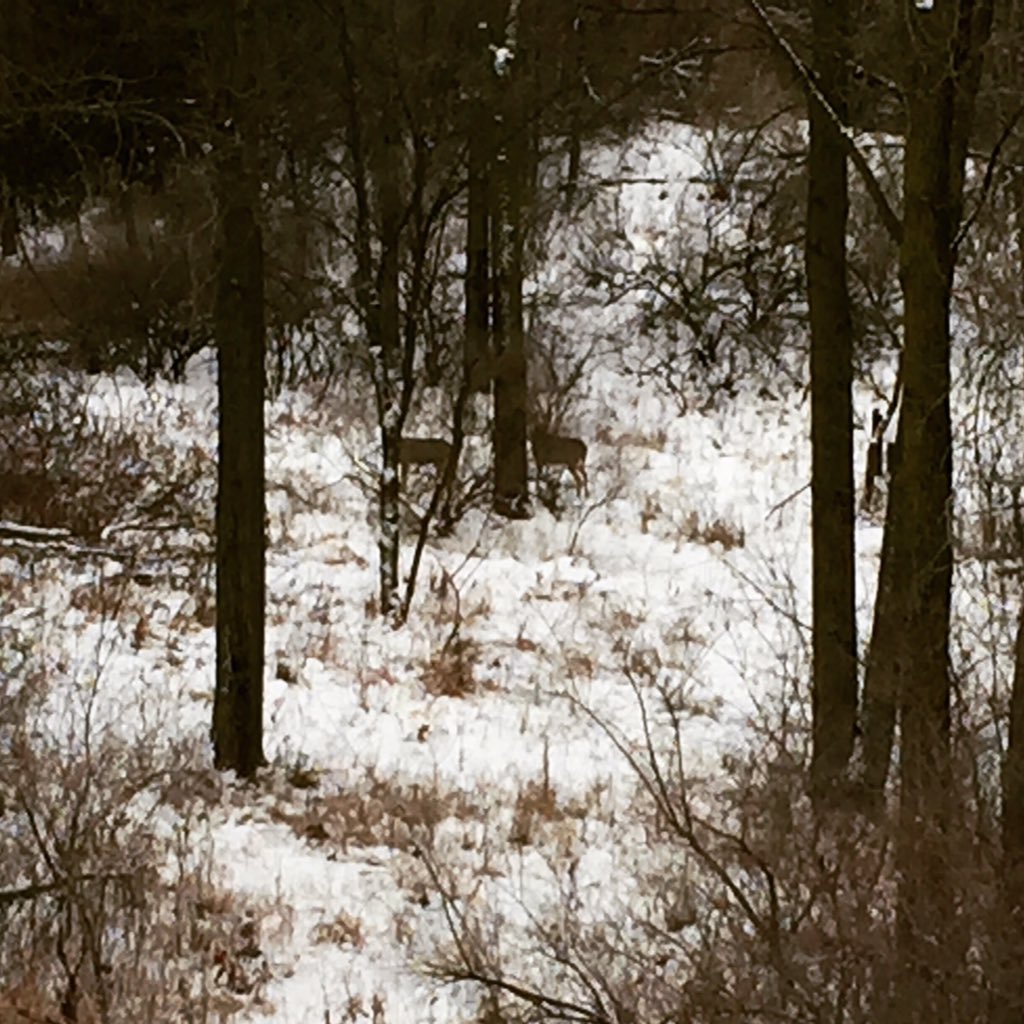 chelseleven's tweet photo. Joe spotted two deer during his leg! #COP21 #mystepmystory #tr_eagan #runCOP21 #susty7 https://t.co/7tHSYEP8eF