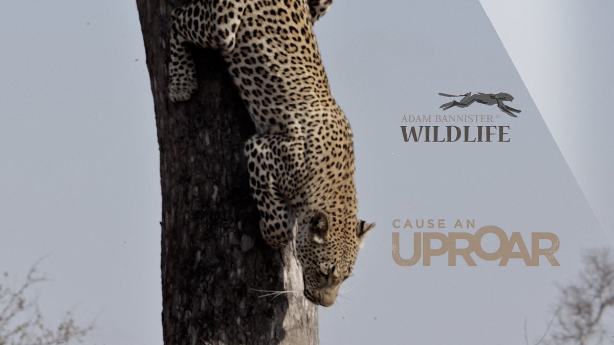 Watch this leopard video #BigCatWeek <a href="/NatGeo/">National Geographic</a> @natgeowild
bit.ly/1HEk8RF