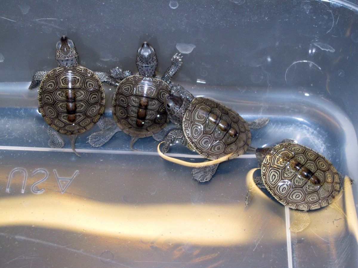 CTVKitchener's tweet photo. Guilty plea from Waterloo student caught at the border with 51 turtles in his pants: https://t.co/mWXFzYdOac https://t.co/TUy4cJ5sWs