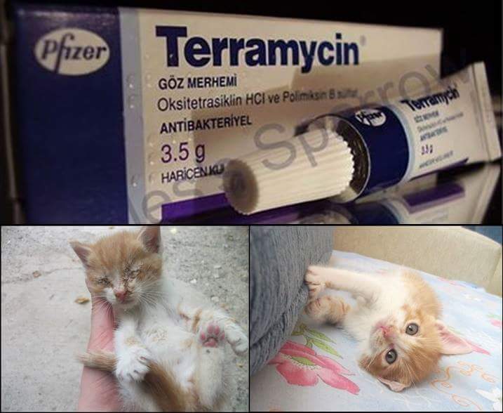 3-4 liralik bir kremle günde 2 kere sürerek çok kisa zamanda yavru kedileri kör olmaktan ve ölümden kurtarabilirsnz.