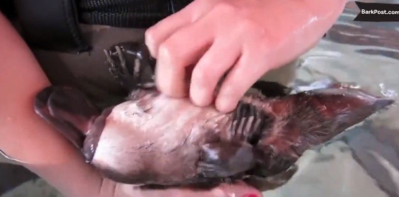 Animals that Think they Are Puppies puls.ly/4-yMFg