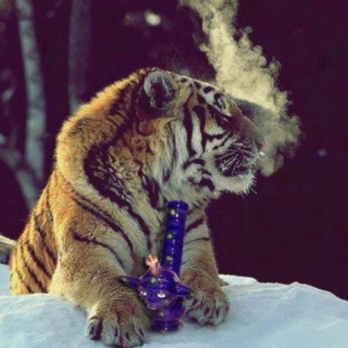 GeniusPothead's tweet photo. My spirit animal: https://t.co/Dqczuz9JcE