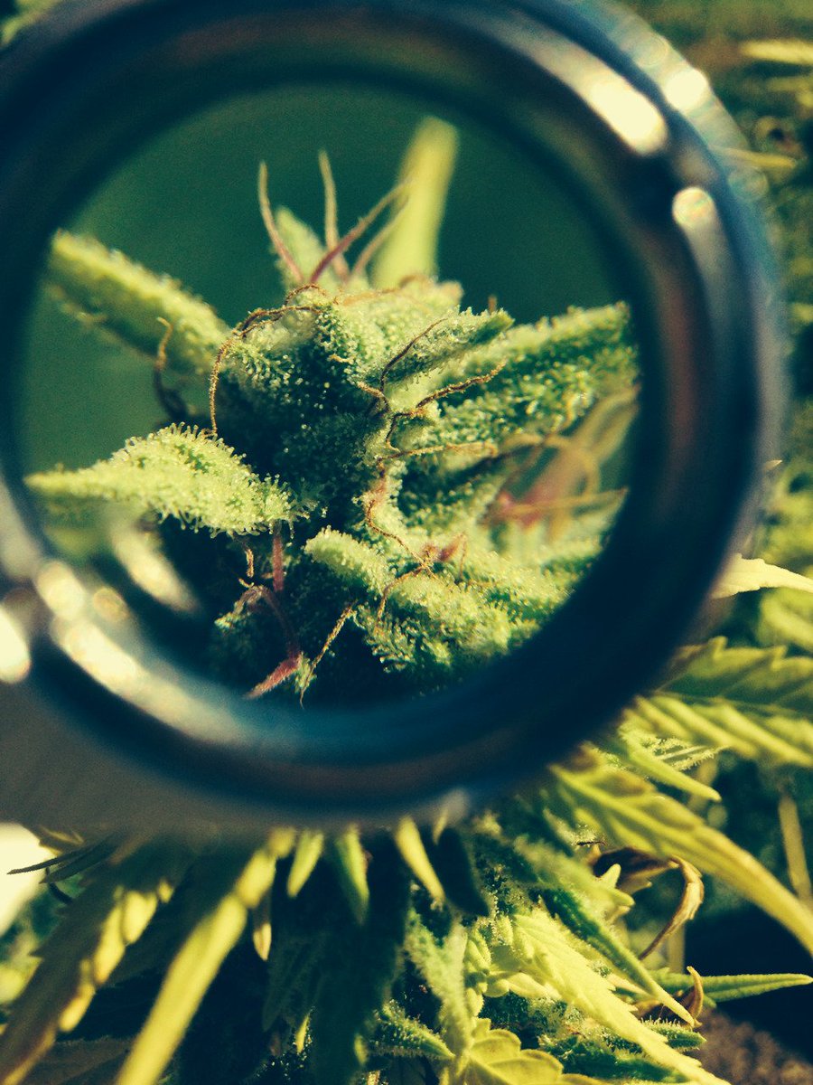 thebongbuddy's tweet photo. Beautiful Buds

🐝 https://t.co/UpphrHJgba 🐝 https://t.co/H6y72qTYIm
