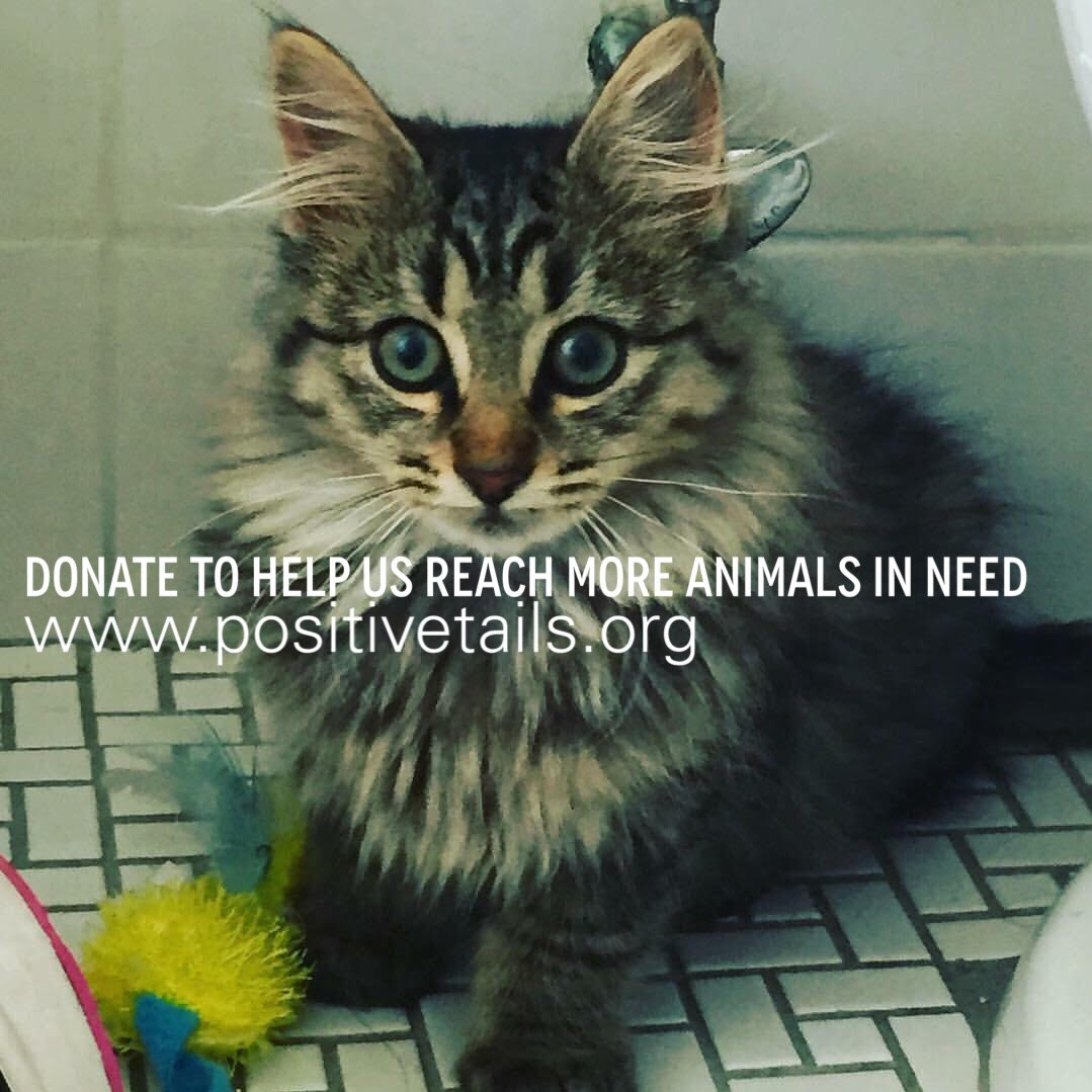 PositiveTails's tweet image. There’s still time to make a difference this #GivingTuesday. Donate at: tinyurl.com/z98jmnEvery $ counts