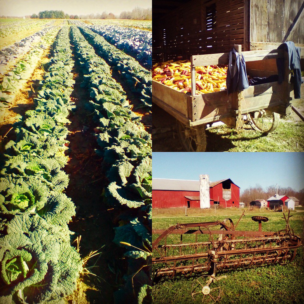 WakeRobinCLE's tweet photo. From a recent visit to the farm in Wayne County where our #cabbage is grown.
#madeincle #WakeRobin https://t.co/Nqzn3PtjAK