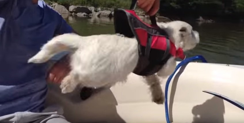 Little Dog Just Can’t Wait to Swim puls.ly/iRnjdA