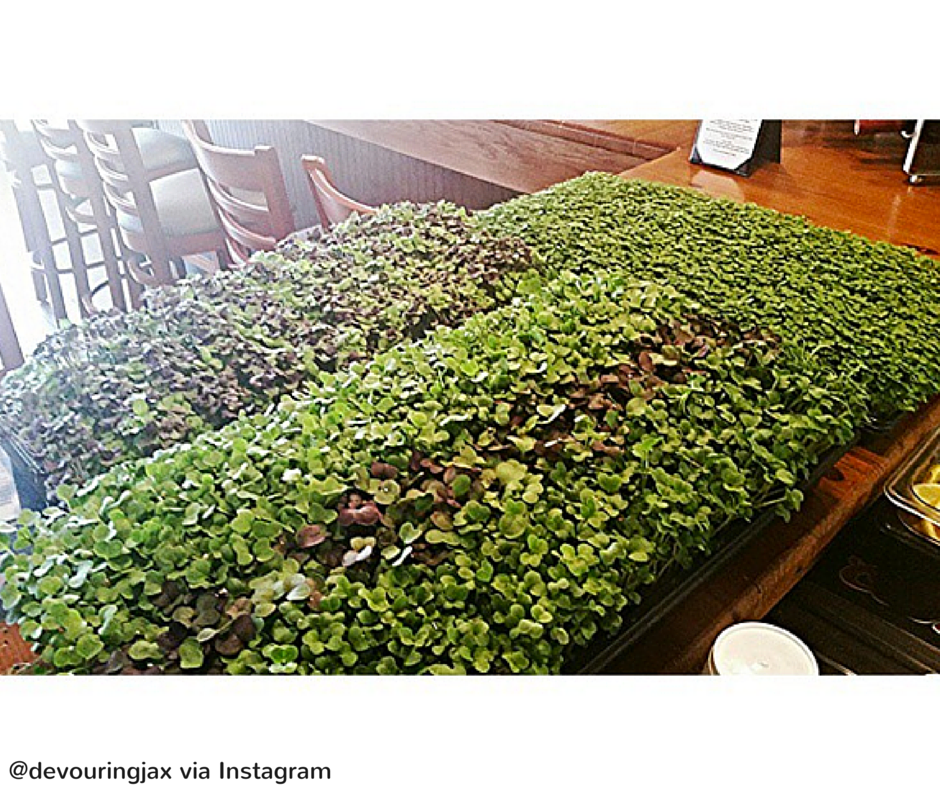 904restaurant's tweet photo. GYO GREENS always supplying the goods for our dishes! 

#904restaurant #gyogreens https://t.co/q7WWNIi56H