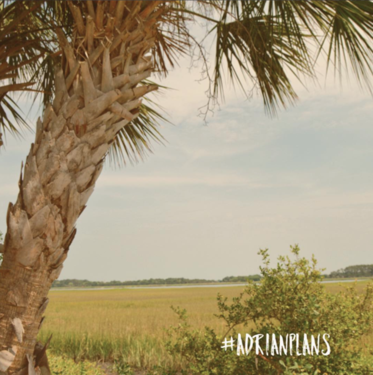 adrianplans's tweet photo. #ProjectLocation from #AdrianPlans: #TybeeIsland. #palmtree #nature https://t.co/eGf8pztxiD