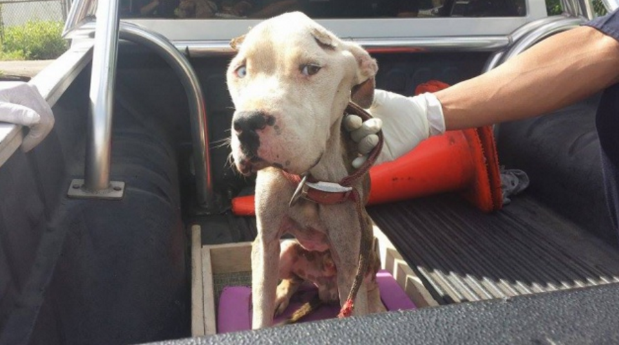 Neighbors Alert Police and Save Emaciated, Tethered Dog puls.ly/Q1x9zw