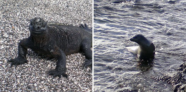 NOAAClimate's tweet photo. How the #Galápagos location helped create biodiversity—and made it vulnerable to #ElNiño: https://t.co/rFibnoOxOF https://t.co/ZSUBCJXRJS