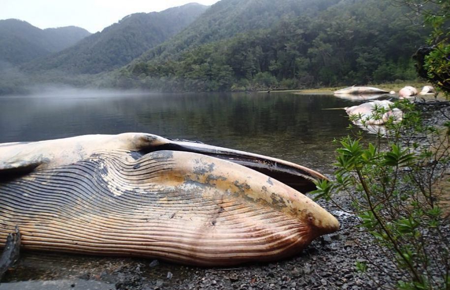 LeDevoir's tweet photo. #Chili: plus de 300 baleines retrouvées échouées en Patagonie https://t.co/rVcMJ34Xfg #COP21 https://t.co/zdeD6mw3ZA