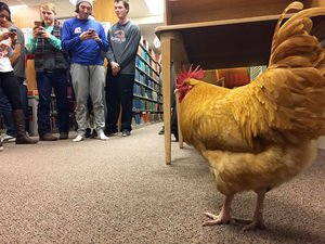 OColly's tweet photo. A rooster invaded Edmon Low Library on Monday night. https://t.co/J3Hvbs4bLF https://t.co/oTlCfEoOiV