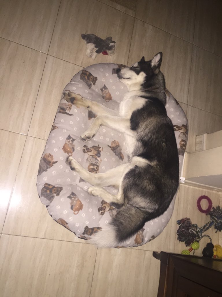 DaniOrbea's tweet photo. Buenas noches❤️🐶 https://t.co/zAbqC2XXvu
