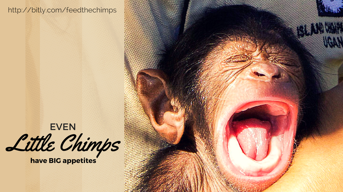 Little chimps have big appetites! Help us #feedthechimps for #GivingTuesday bitly.com/feedthechimps