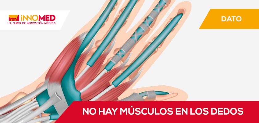 ¿Sabías que no existen músculos en los dedos? Su movimiento se debe a los tendones.