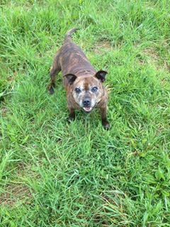 Bianca94carter's tweet photo. Sleep tight Molly, love you forever 😭💔🐶 https://t.co/Ozhp7H2Sdn