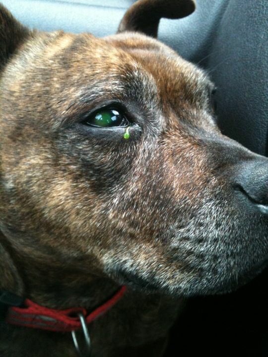 Bianca94carter's tweet photo. Sleep tight Molly, love you forever 😭💔🐶 https://t.co/Ozhp7H2Sdn
