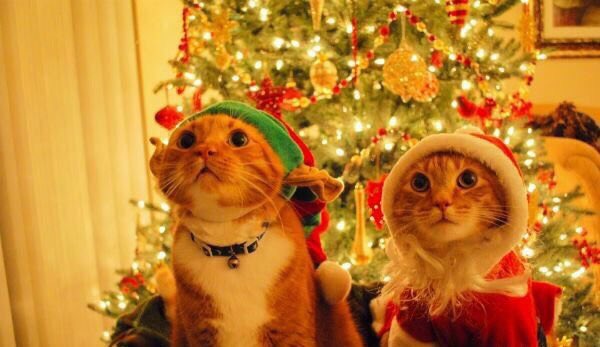 necladkiy's tweet photo. Новый Год меньше чем через месяц! Хоть какие-то хорошие новости! https://t.co/61ItCFlAzn