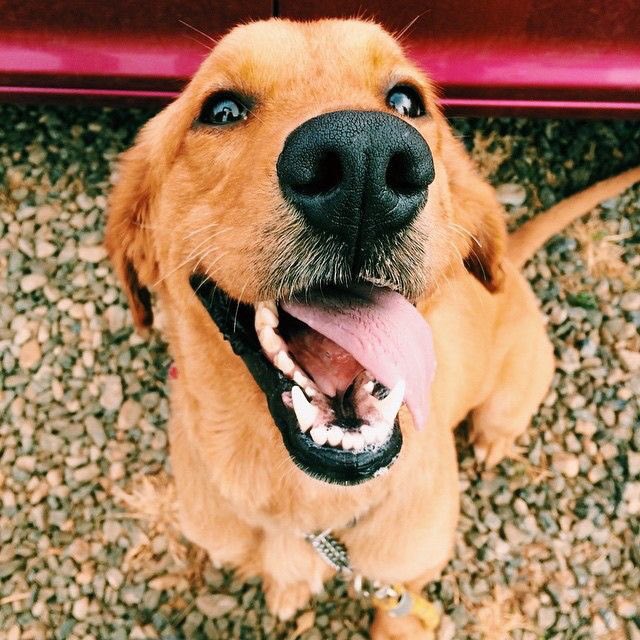 gingerspangler's tweet photo. how can u not be happy looking at these pictures of dogs with their tongues out https://t.co/n0KGtMq2OG