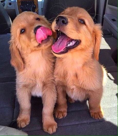 gingerspangler's tweet photo. how can u not be happy looking at these pictures of dogs with their tongues out https://t.co/n0KGtMq2OG