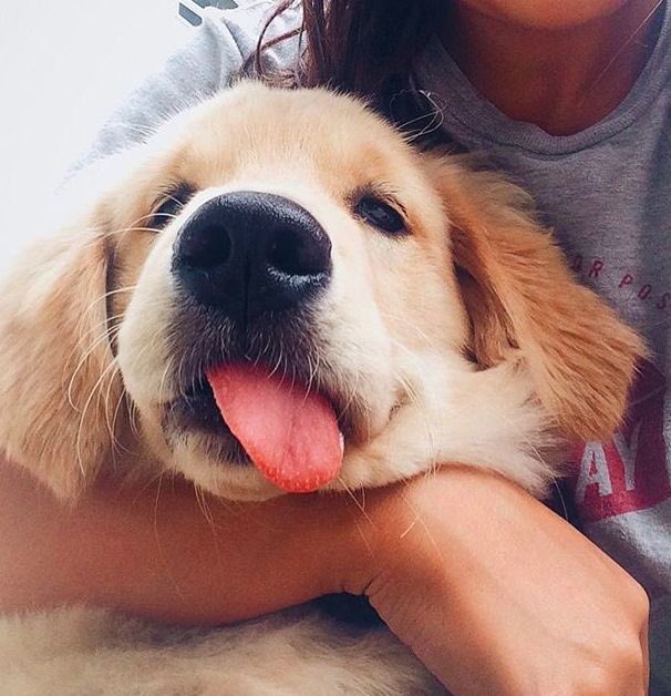 gingerspangler's tweet photo. how can u not be happy looking at these pictures of dogs with their tongues out https://t.co/n0KGtMq2OG