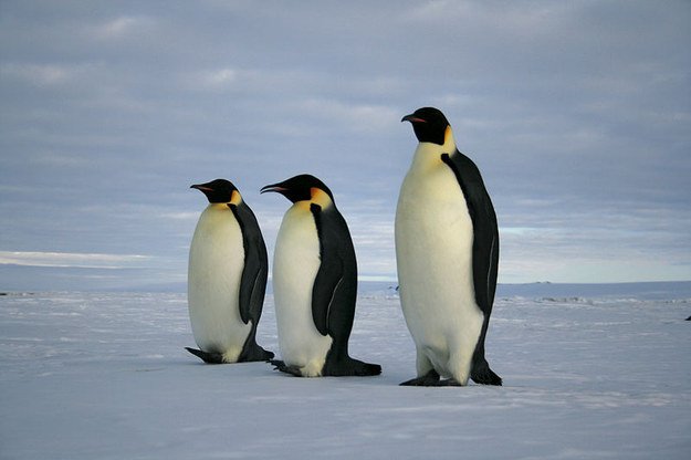 BuzzFeedNews's tweet photo. 10 Adorable Animals That Climate Change Is Killing Off https://t.co/Q0TpuR4OnW https://t.co/dfAxRe5YKb