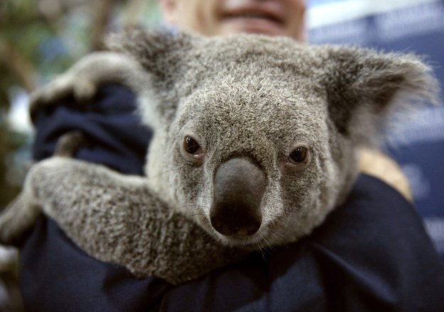 BuzzFeedNews's tweet photo. 10 Adorable Animals That Climate Change Is Killing Off https://t.co/Q0TpuR4OnW https://t.co/dfAxRe5YKb