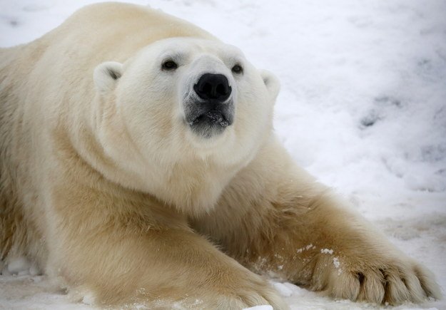 BuzzFeedNews's tweet photo. 10 Adorable Animals That Climate Change Is Killing Off https://t.co/Q0TpuR4OnW https://t.co/dfAxRe5YKb