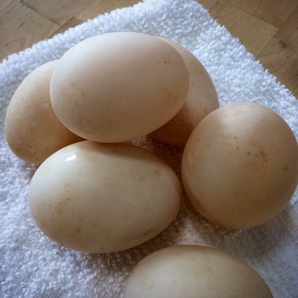 ConsciousCarniv's tweet photo. Braynt Family Farms #duck #eggs are at the shop! #wisconsin #consciouscarnivore #butcher https://t.co/BK0SSls71A