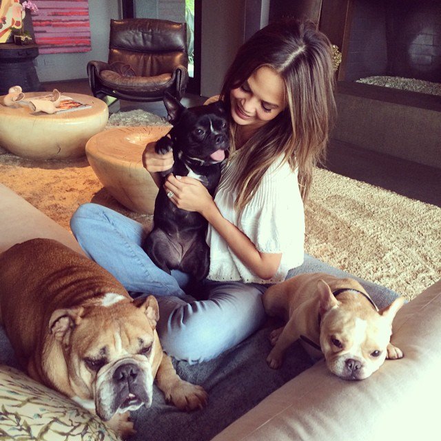 organiclena's tweet photo. #Celebrity french bull #dogs with their owner #ChrissyTiegen enjoying the day. https://t.co/BrISyg3vWq