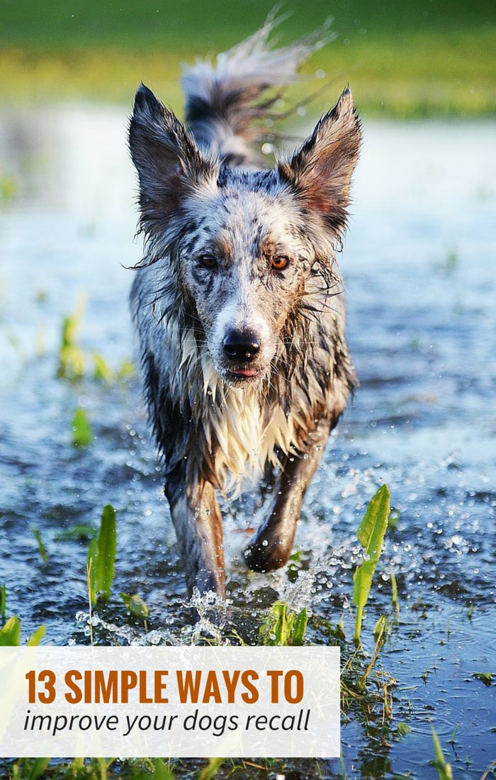 organiclena's tweet photo. 13 ways to improve your #dog's recall. #training 
https://t.co/GMqpMtBTsV https://t.co/3FOFWqynb5