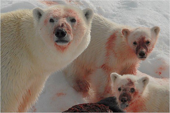 @OnePepsiMan @LoverOfTigers_ I SHALL SEND POLAR BEARS AFTER YOU!