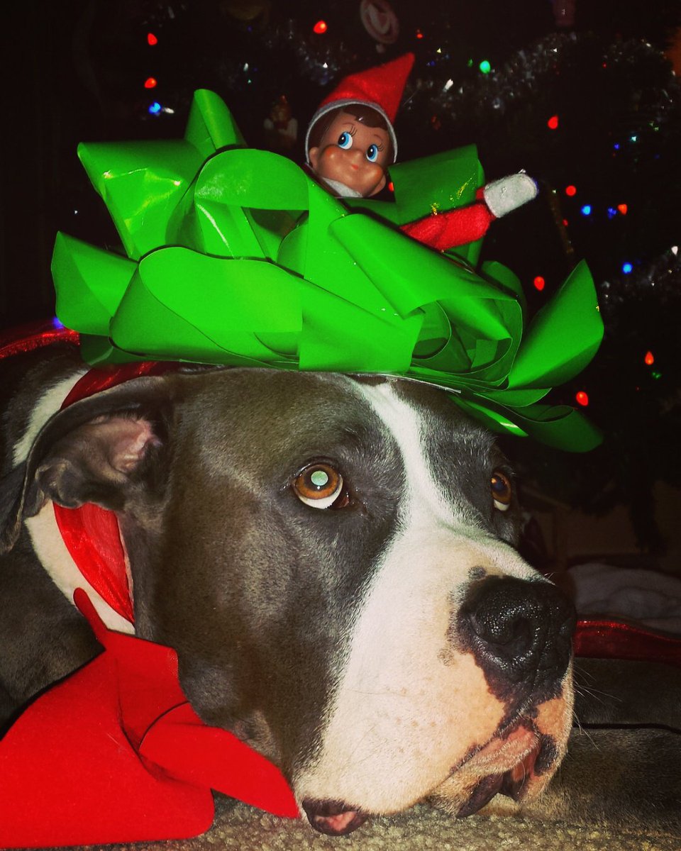 massa_pit's tweet photo. It's December which means it's time to start my #PitmasCountdown 24 days! #viciouspitbullfail #merrychristmas https://t.co/F6sHP5Iocc
