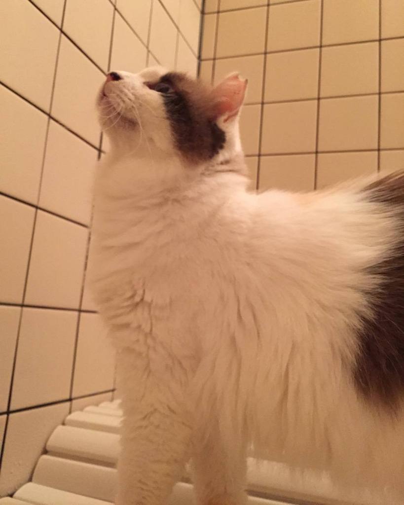 556cats's tweet photo. I'm not afraid the bath anymore.
#ねこ #猫 #お風呂 #cat #catlover #instacat #latte #bath #cute https://t.co/UQwgICtMdr https://t.co/VSW95yEoCj