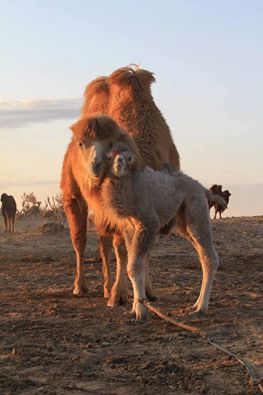 Соёлын өвийн үндэсний төв tweet media