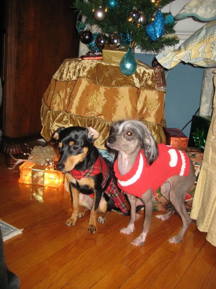 RunEatDisney's tweet image. Poky and Krull are so excited for Christmas because they'll be flying @SouthwestAir to SAN! #12DaysofLUV #contest