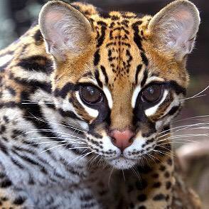 nickwalter22's tweet photo. There's only 50 ocelots left! Learn more and check out this blog https://t.co/IEROpfDUGe save them! #BIO227Fall2015 https://t.co/uyD00Pcxzo