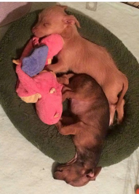 heritagehumane's tweet photo. We are starting a donation drive this Thursday until Dec 17th  for the Legacy Humane Shelter in McKinney! https://t.co/iAFgQ60Ibr