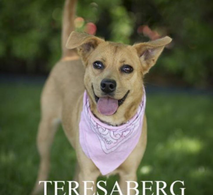 heritagehumane's tweet photo. We are starting a donation drive this Thursday until Dec 17th  for the Legacy Humane Shelter in McKinney! https://t.co/iAFgQ60Ibr