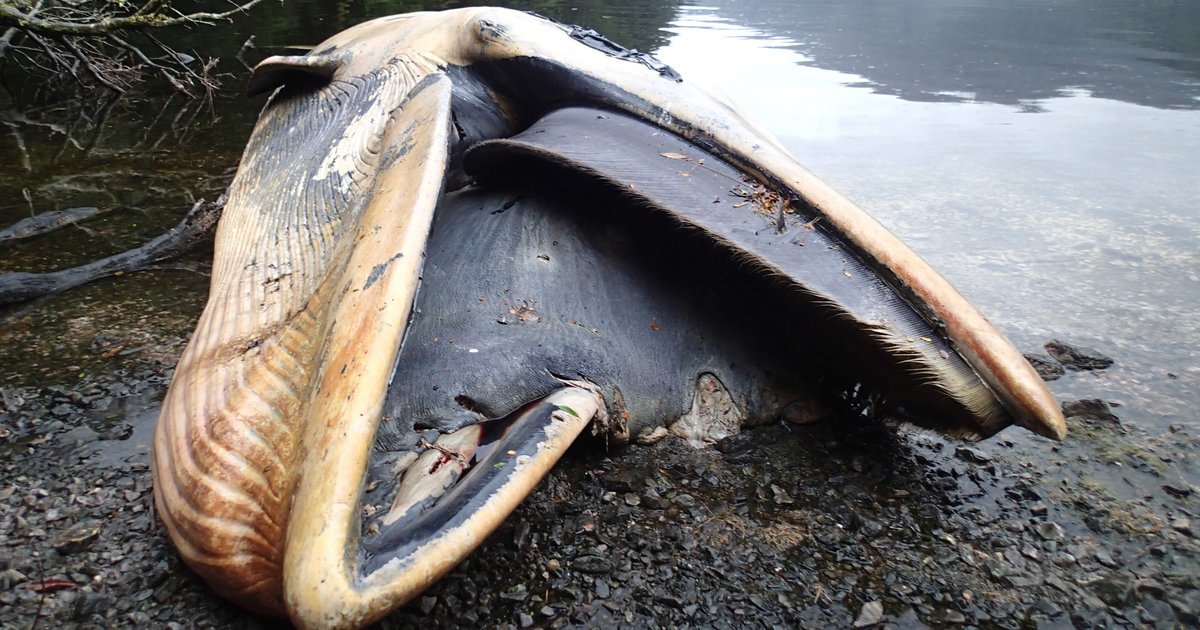 HuffPost's tweet photo. 337 whales found beached in one of world's largest strandings https://t.co/8JVxE1FyMY https://t.co/OFk6iYquCs