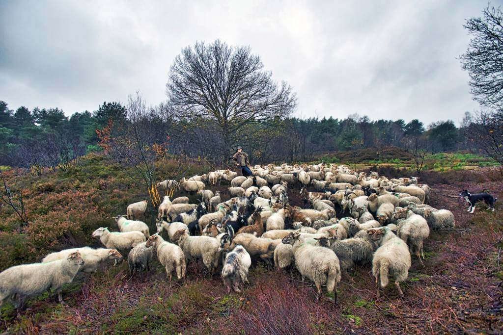Traditionele schaapherder heeft het moeilijk bndestem.nl/regio/etten-le…